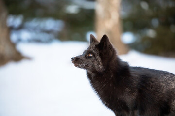Red fox, silver colour morph. 