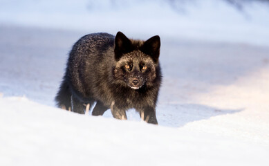 Obraz premium Red fox, silver colour morph. 