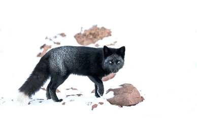 Red fox, silver colour morph. 