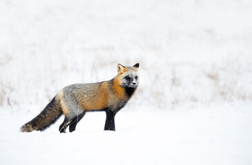 Red fox, cross colour morph. 
