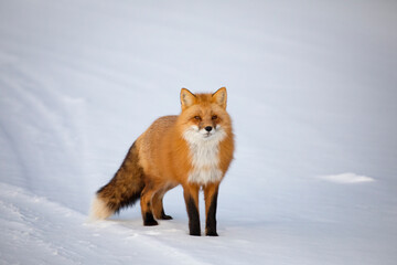 Red fox