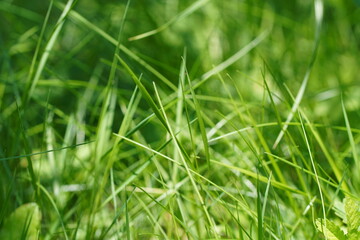 Obraz premium Herbes hautes
