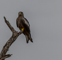 A close up view of a yellow billed kite in Kruger national park, South Africa in Springtime