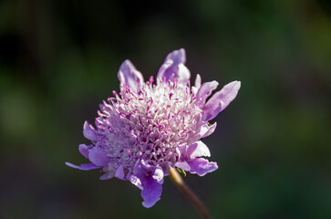 Scabiosa atropurpurea o Sixalix atropurpureaes una planta ornamental con colores rosa violáceo