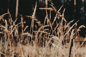 Fototapeta premium Close-up of wild grass in a field with a blurred background and warm tones. Grassland in autumnal season. Calm fall season nature.