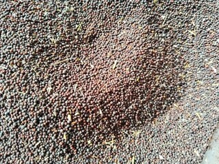 brassica campestris seeds on white background or mustard seeds isolated on white background 