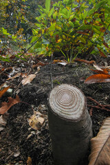 A cut tree trunk displaying its many rings. Fallen leaves and plants surround the tree in a forest setting.