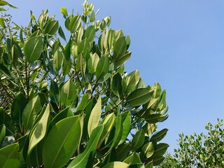 blue sky and green leaves, tops of leaf shoots against blue sky background