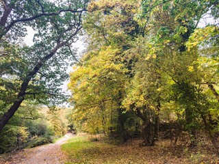 Epping Forest in Autumn 