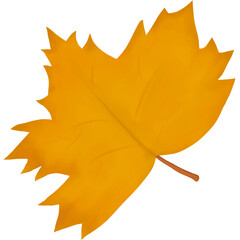 autumn maple leaf 