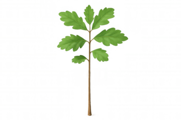 Oak sapling growing, representing new life, environment, nature, and successful reforestation