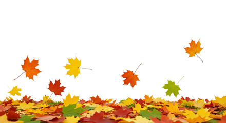 Fototapeta premium A variety of colorful autumn leaves are scattered along the bottom of the image. No background, PNG high quality file.