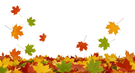 Collection of colorful fallen leaves, predominantly in shades of red, orange, yellow, and a few green ones. No background, PNG file.