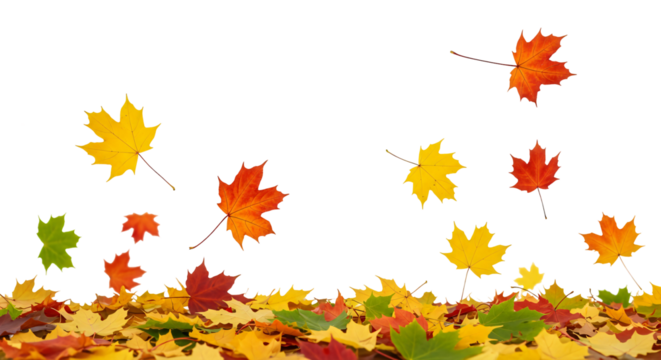 A variety of fallen autumn leaves are falling and scattered across the bottom of the image. PNG no background isolated.