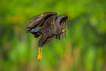 Great Black Hawk Buteogallus urubitinga, Uncommon in forest, marshes, and mangroves, where usually greatly outnumbered by similar Common Black Hawk. Slightly larger and lankier than Common Black Hawk,
