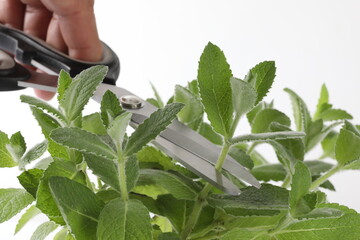 closeup of green mint leaves on white background