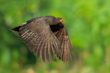 Great Black Hawk Buteogallus urubitinga, Uncommon in forest, marshes, and mangroves, where usually greatly outnumbered by similar Common Black Hawk. Slightly larger and lankier than Common Black Hawk,