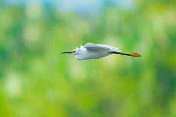 Snowy Egret Egretta thula, flying in beautyful light, sunrise. Small white heron with black bill, black legs, and yellow feet. Peru. Pastel colors.