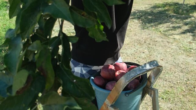 Close-up of a young man's hand picking ripe red apples from a tree and placing them into a bucket. The boy has collected a full bucket of apples. Harvest fruits on time. Harvest season.