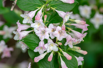 Weigela coraeensis pink white flowering shrub plant, group of colorful flowers in bloom