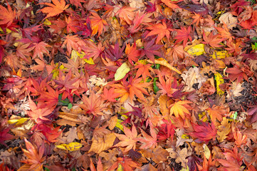 Acer palmatur smooth japanesse maple tree leaves on the branch during autumnal day bright fall colors
