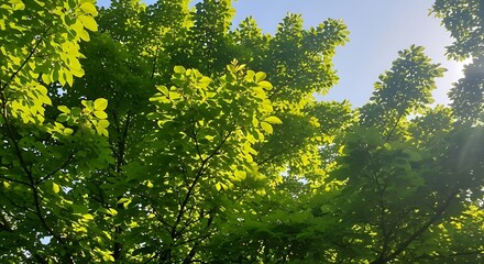 Fototapeta premium Sunlit Spring Leaves with Upward View.