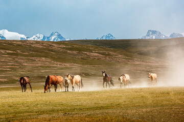 Wild horses running across the highland steppe near Son-Kul Lake, Kyrgyzstan. Symbol of freedom and nomadic spirit in Central Asia © Tatyana_Drujinina