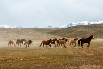 Obraz premium Wild horses running across the highland steppe near Son-Kul Lake, Kyrgyzstan. Symbol of freedom and nomadic spirit in Central Asia