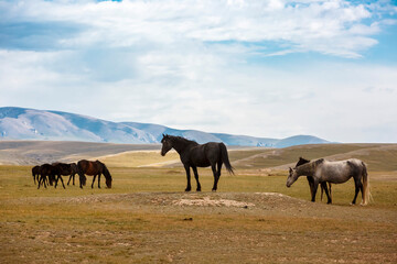 Naklejka premium Wild horses in the mountains of Kyrgyzstan. Symbol of freedom and nomadic spirit in Central Asia.