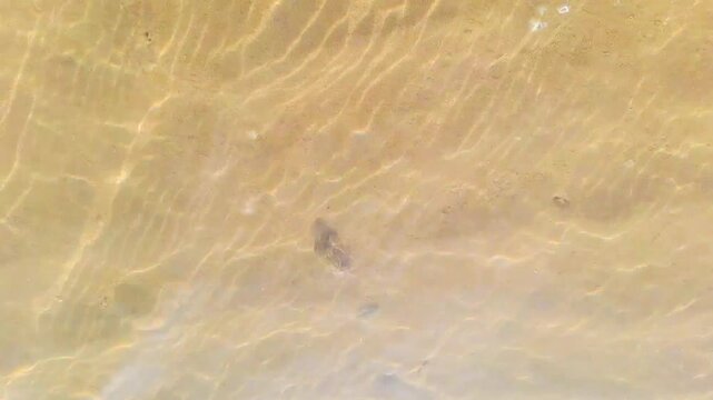 A small hermit crab walks on a sea day. A crab with a spiral shell crawls along