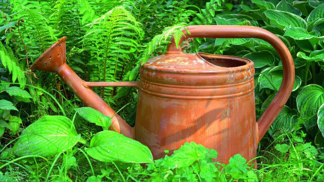 Old watering can sits among ferns and hostas in a garden, for use as gardening material