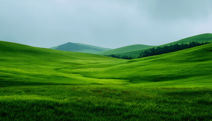 Fototapeta premium Landscape green backgrounds grassland.
