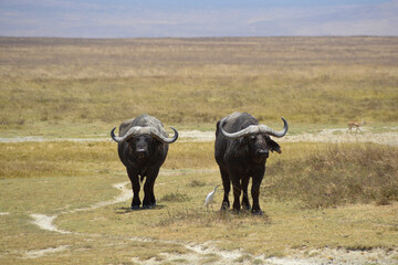 Africa, Tanzania, Ngorongoro, buffalos & western cattle egret