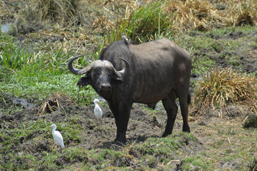 Africa, Tanzania, Ngorongoro, buffalo with birds
