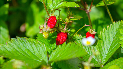 A close-up of ripe wild strawberries growing among the green foliage of a summer forest. Fresh organic berries, bathed in natural light and vibrant colors.
