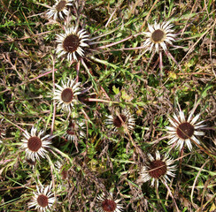 Stemless thistle (Carlina acaulis) grows in nature