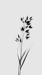 Fototapeta premium Minimal black and white botanical illustration of grass stem.