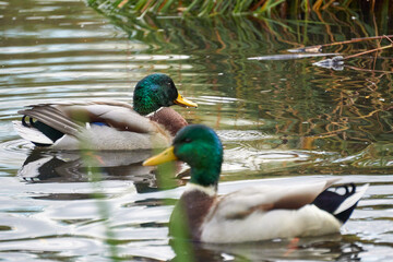 kaczka w jeziorze © anix