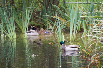 kaczka w jeziorze © anix