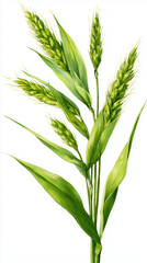 Obraz premium Green oat plant stem on white background.