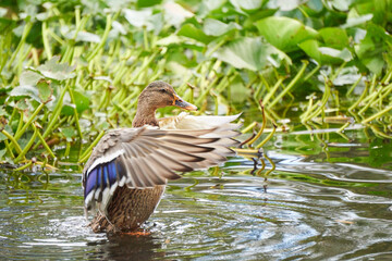 kaczka w jeziorze © anix