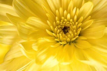 The vibrant colors of the yellow chrysanthemum 