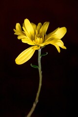 The vibrant colors of the yellow chrysanthemum 