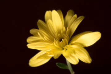 The vibrant colors of the yellow chrysanthemum 