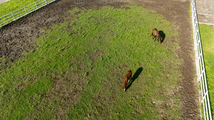 Two horses are grazing on a green pasture at Sultan Agung Stadium in Bantul, Yogyakarta