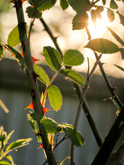 Artistic atmospheric picture of backlit rose leaves with the evening sun shining through