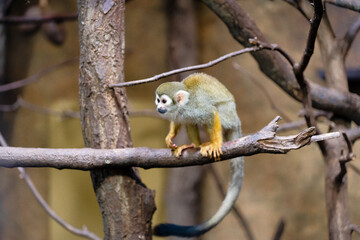Close-Up of a Small Monkey in Nature