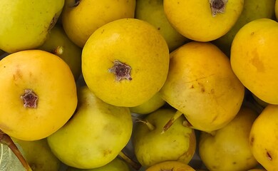 natural fruits. photos of wild pears