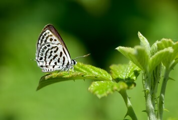 wild animals.photos of various butterflies.