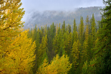 Larch and Aspen in Mountain Mist. Colourful larch and aspen on a misty mountainside in the autumn.
